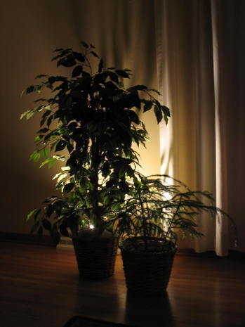 A couple of plants potted in a very dimly lit room.