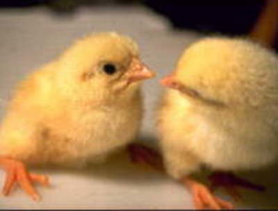 Two yellow color chicks are seeing their faces each other.