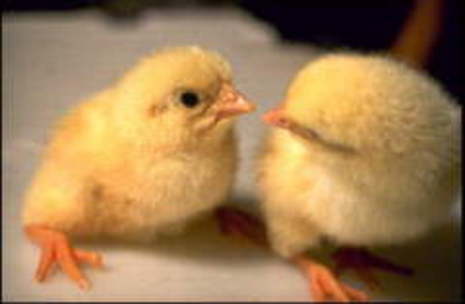 Two yellow color chicks are seeing their faces each other.