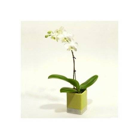 White orchid with green leaves in rectangular ceramic pot.