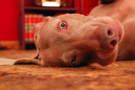 A dog is lying a floor with its eyes open.