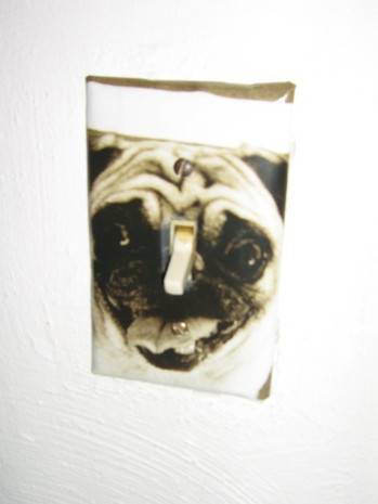 Dog image on light face plate on wall.