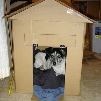Dog sitting on blanket in cardboard dog house.