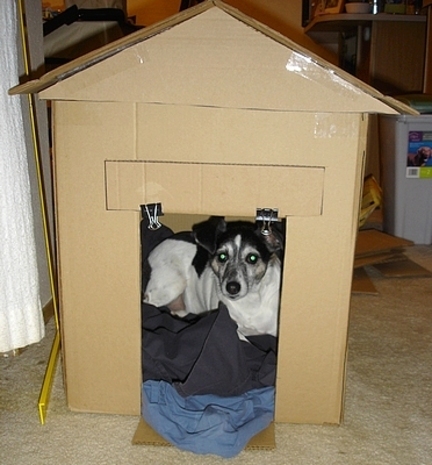 Dog sitting on blanket in cardboard dog house.