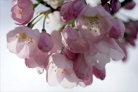 A closeup view of cherry blossom flowers on a tree.