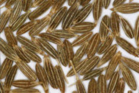 A group of cumin seeds.
