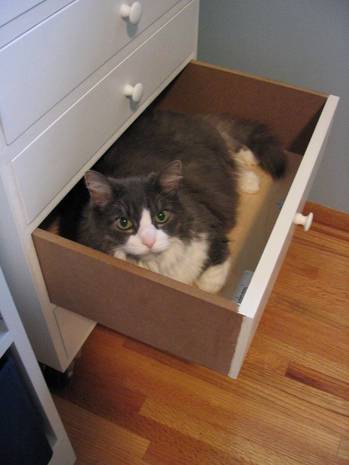 Black and white color cat is inside the drawer of the cabinet.