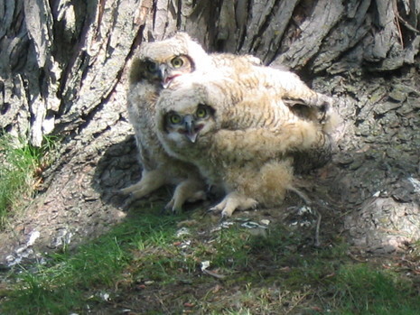 A pair of white great horned owls standing outside by a tree.