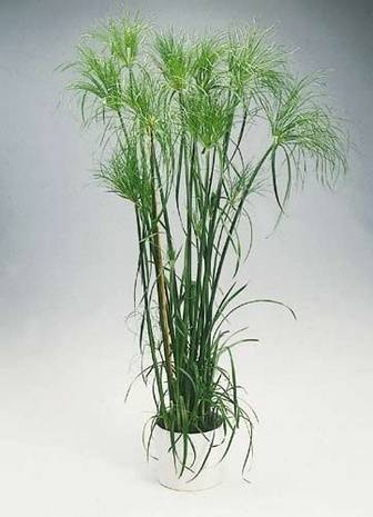 A tall, wispy plant in a rounded silver pot.