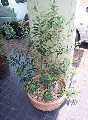 "The plant was planted in the pot , near the piller ".
