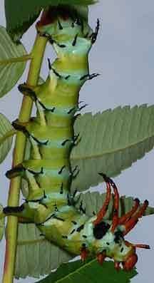 The Hickory-Horned Devil caterpillar rests on a plant stem.