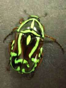 Green and black insect with hard carcapace.