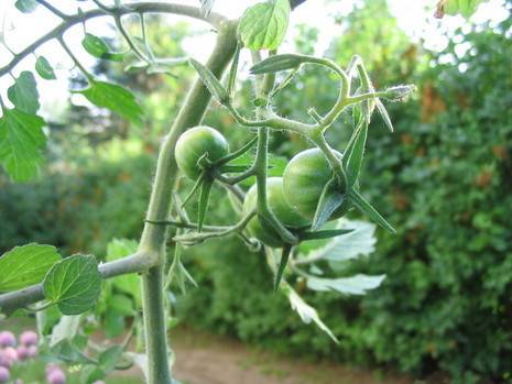 Green tomatoes are growing on the plant.