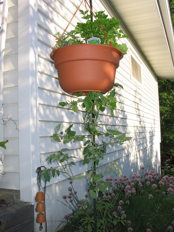 Tomato plant is going up with the help of pot hanging to a tread.