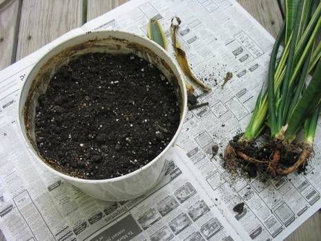 A white planter with dirt in it sits on a newspaper with plants lying next to it.
