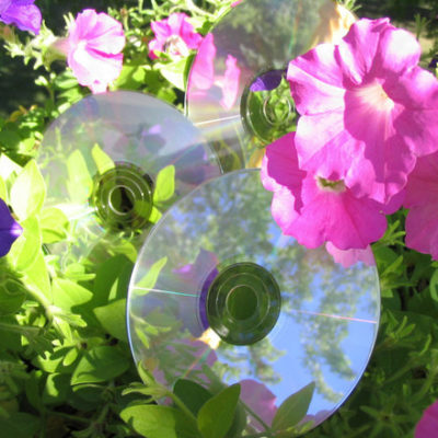 " CD's for Flowers "
