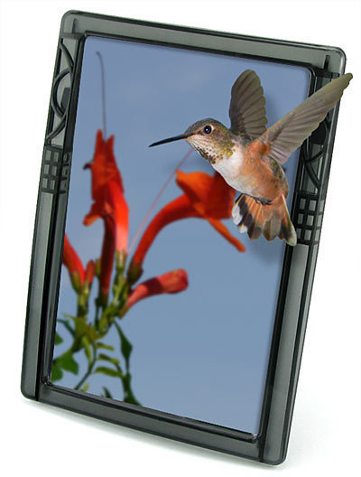 The 3D picture frame with a image of bird sucking the flower.