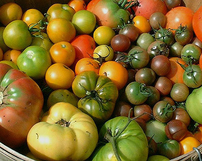 Plenty of tomatoes in different colors and sizes.