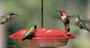 Four hummingbirds drawn to a hanging bird feeder flowing with water.