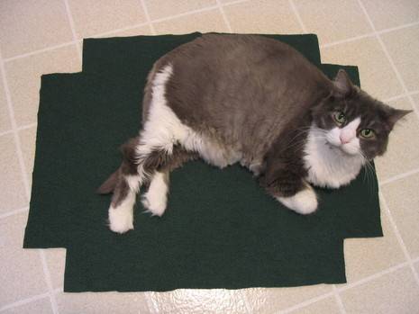 Cat laying on the floor on top of a pet blanket.