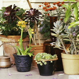 Containers with different types of plants.