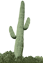 A solitary large cactus with two arms.