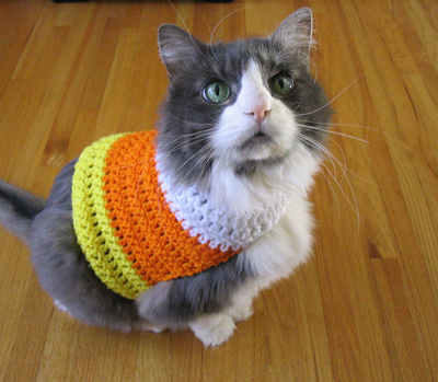 A grey and white cat is wearing a yellow and orange sweater.