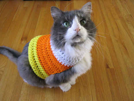 A grey and white cat is wearing a yellow and orange sweater.