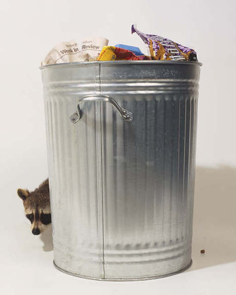 A large metal garbage can full of garbage with a raccoon slinking behind the garbage can.