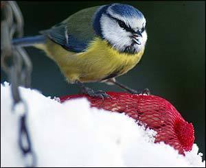 "Backyard birds visible and present at your home during winter"