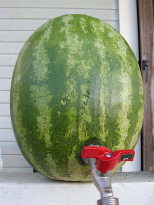 A watermelon that has been tapped, likely full of alcohol.