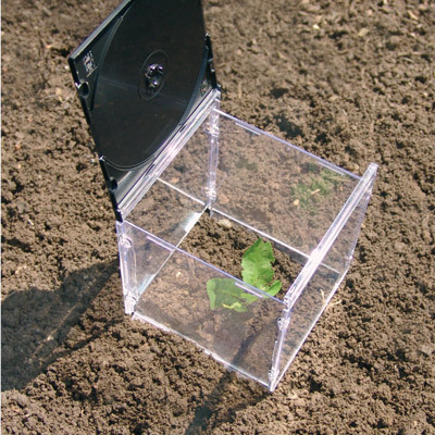 Square transparent plastic CD case used as a miniature greenhouse, placed over a tiny green seedling in the dirt.