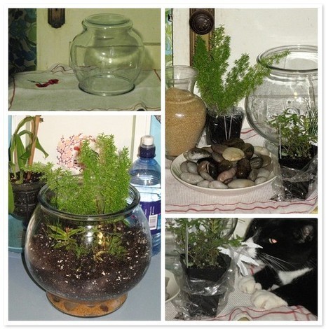 Plants are shown in glass fish bowls.