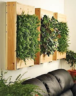 Three wooden boxes filled with succulents hanging on a wall above a brown leather sofa.