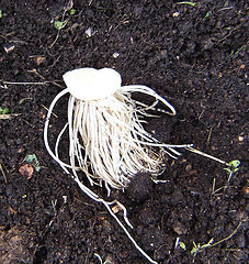 A white plant is growing on the soil.