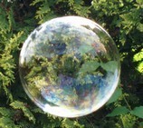 Transparent round bubble in front of green foliage.