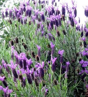 A bed of lavender growing up in someone's yard.