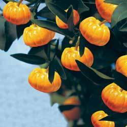 A bunch of tangerines on a bush.