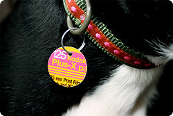 A pink and yellow tag hangs from an animal’s collar.