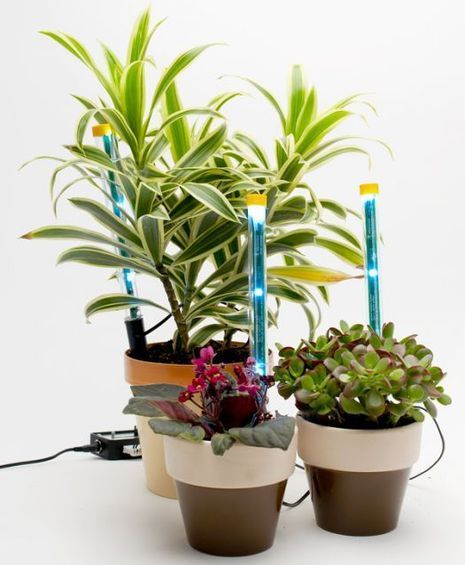 Three potted plants on a white background.