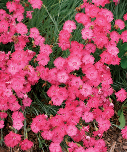 Pink flowers are growing in the grass.