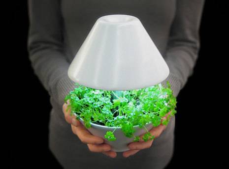 A small indoor garden lamp with a white lampshade.