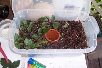 A plant growing in a plastic container