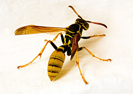 A yellow wasp trap