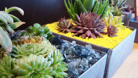 Small multi-colored succulents in gray containers.