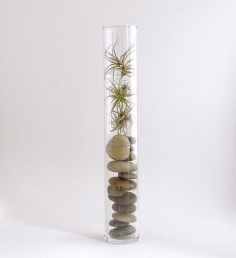 Glass display tube with rocks and succulents in it.