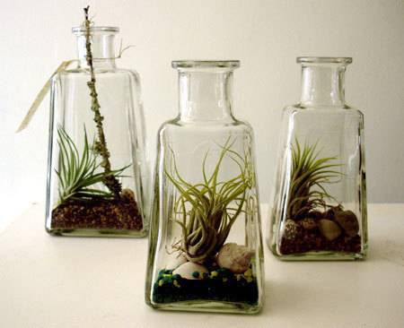 Air plants growing in jars.