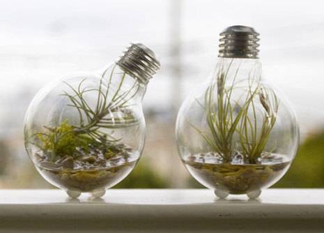 Two terrariums shaped like light bulbs with water and small plant life inside.
