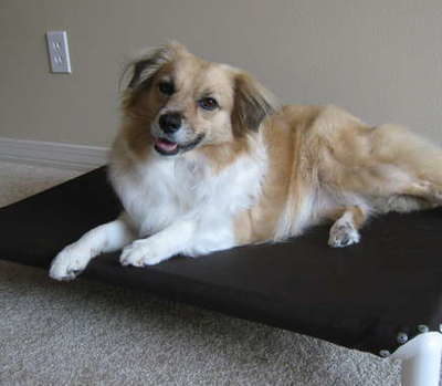 A brown and white dog sitting on a black and white Canvas Cot.