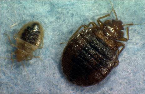 A large and a small bed bug